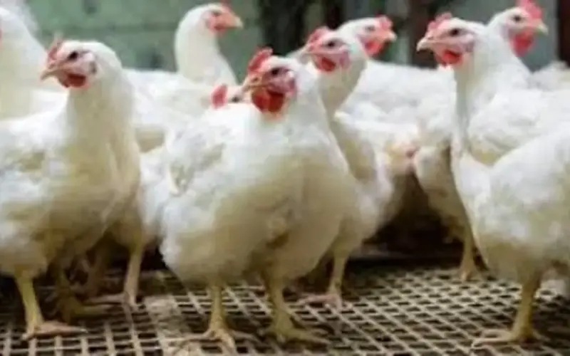 سعر كيلو الدواجن بالقليوبية الأحد 12 – 4 – 2026.. الفراخ البيضاء بـ83 جنيها